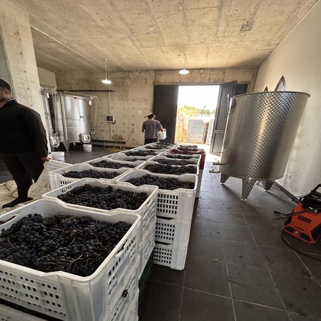 Harvested grapes ready for pressing at Chateau Issa's winery