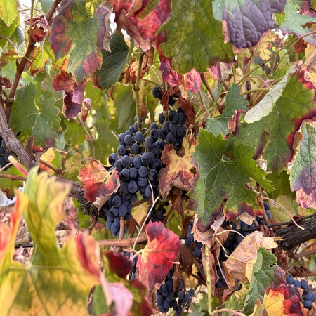 Close-up of budding grapes on the vine at Chateau Issa