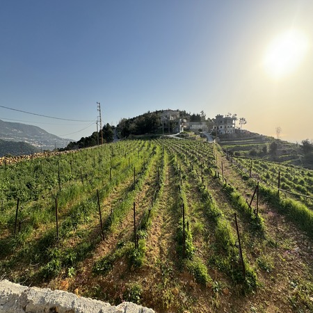 Chateau Issa's verdant vineyards in Snaya, the foundation of flavor